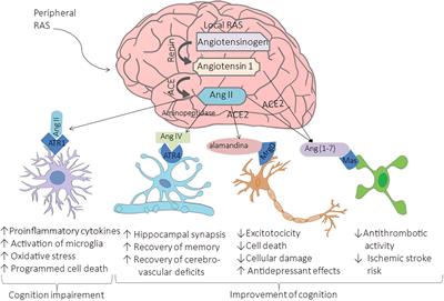 Role of the renin-angiotensin system in the development of COVID-19-associated neurological manifestations
